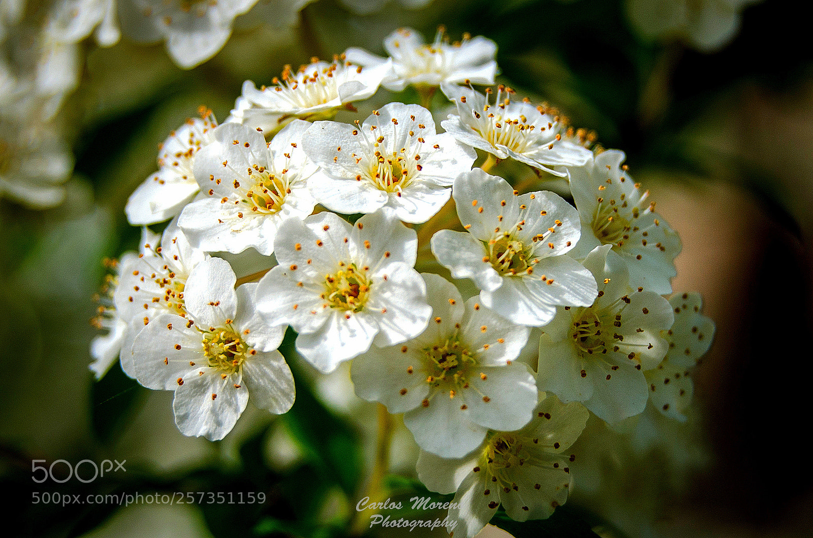 Nikon D7000 sample photo. "bouquet" photography