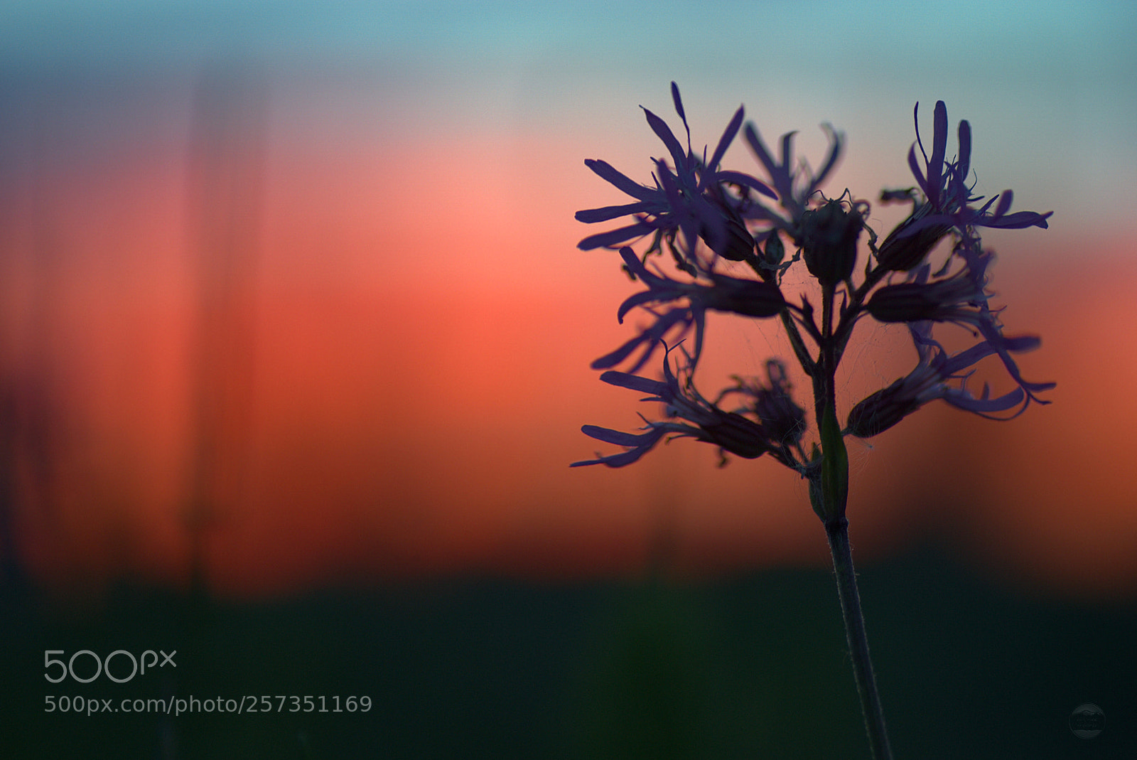 Sony ILCA-77M2 sample photo. Dawning flower photography