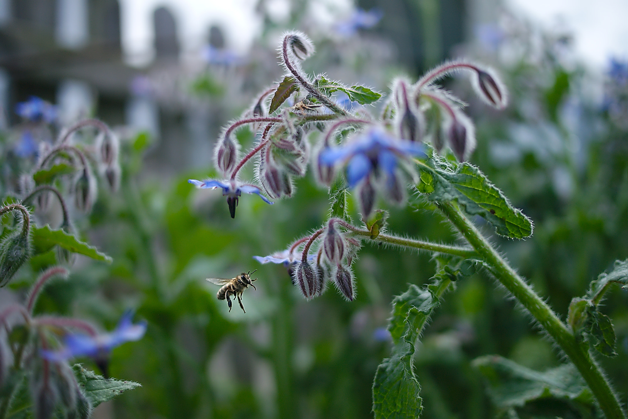 Panasonic Lumix DMC-GM1 sample photo. 2018 05 10 19 bee_borago officinalis.jpg photography