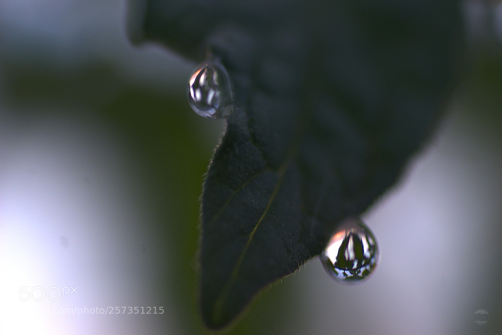 Sony ILCA-77M2 sample photo. Tomato leave dsc photography