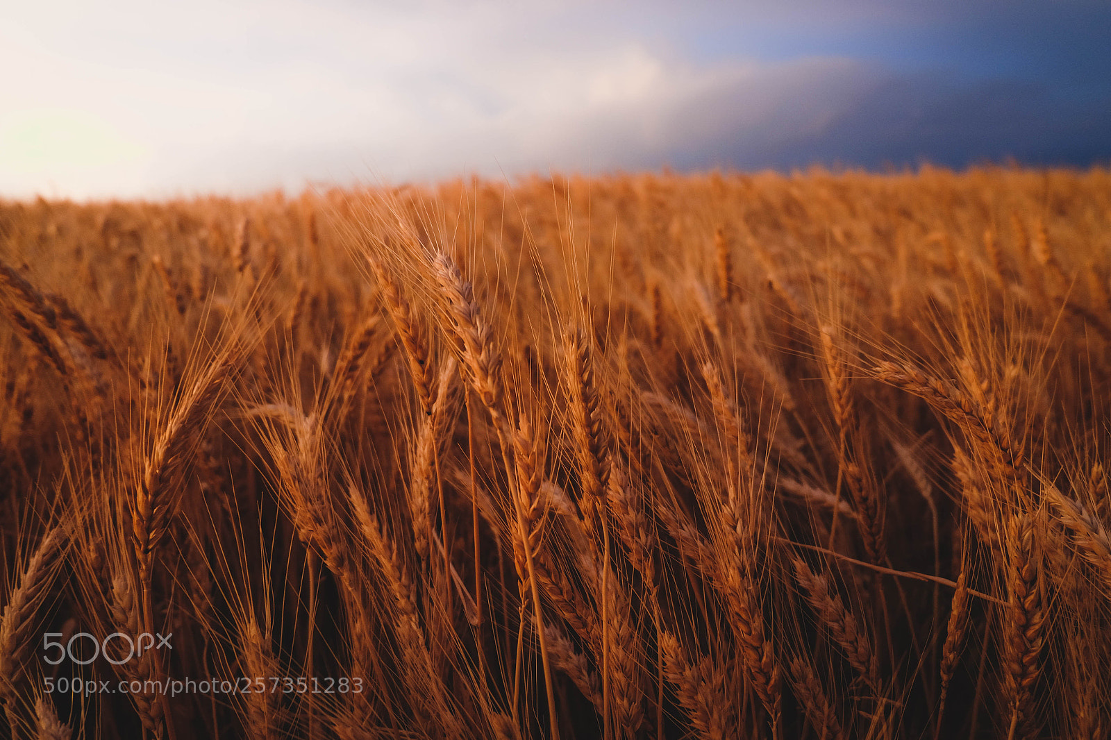 Fujifilm X-T10 sample photo. Golden wheat photography