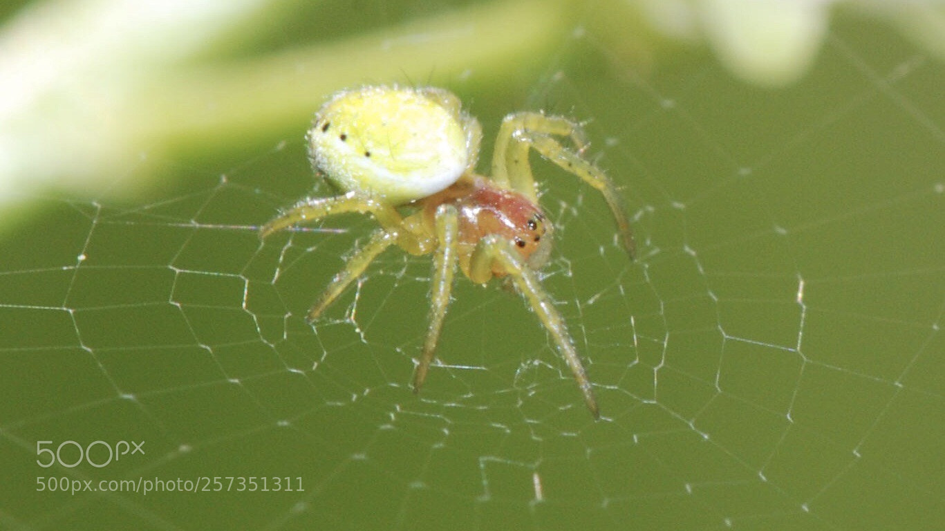 Nikon D80 sample photo. Sur sa toile photography