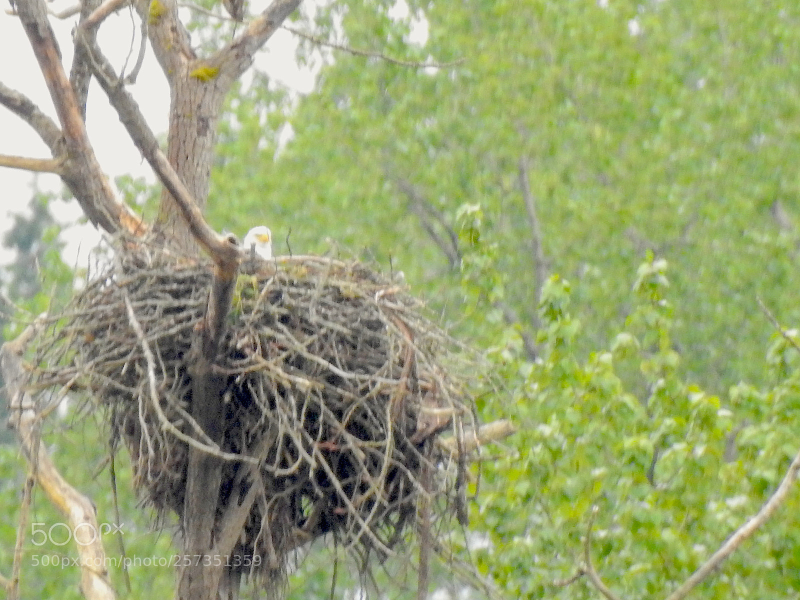 Nikon Coolpix P900 sample photo. Eagle nest photography