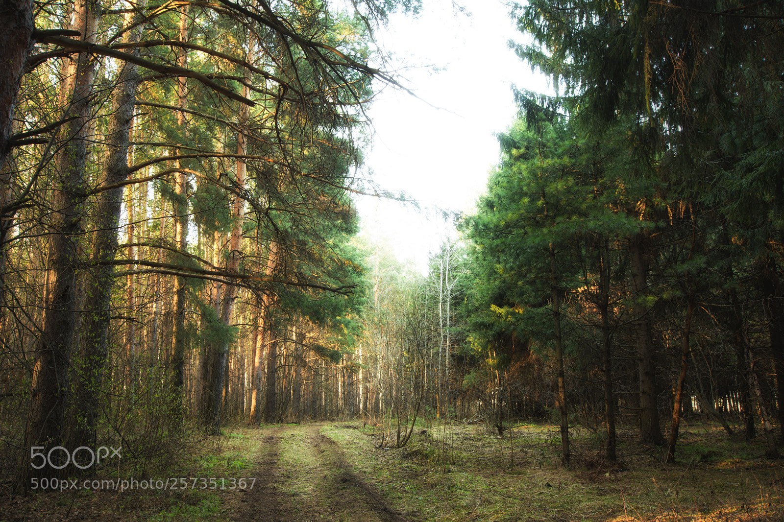 Nikon D5200 sample photo. Untitled photography
