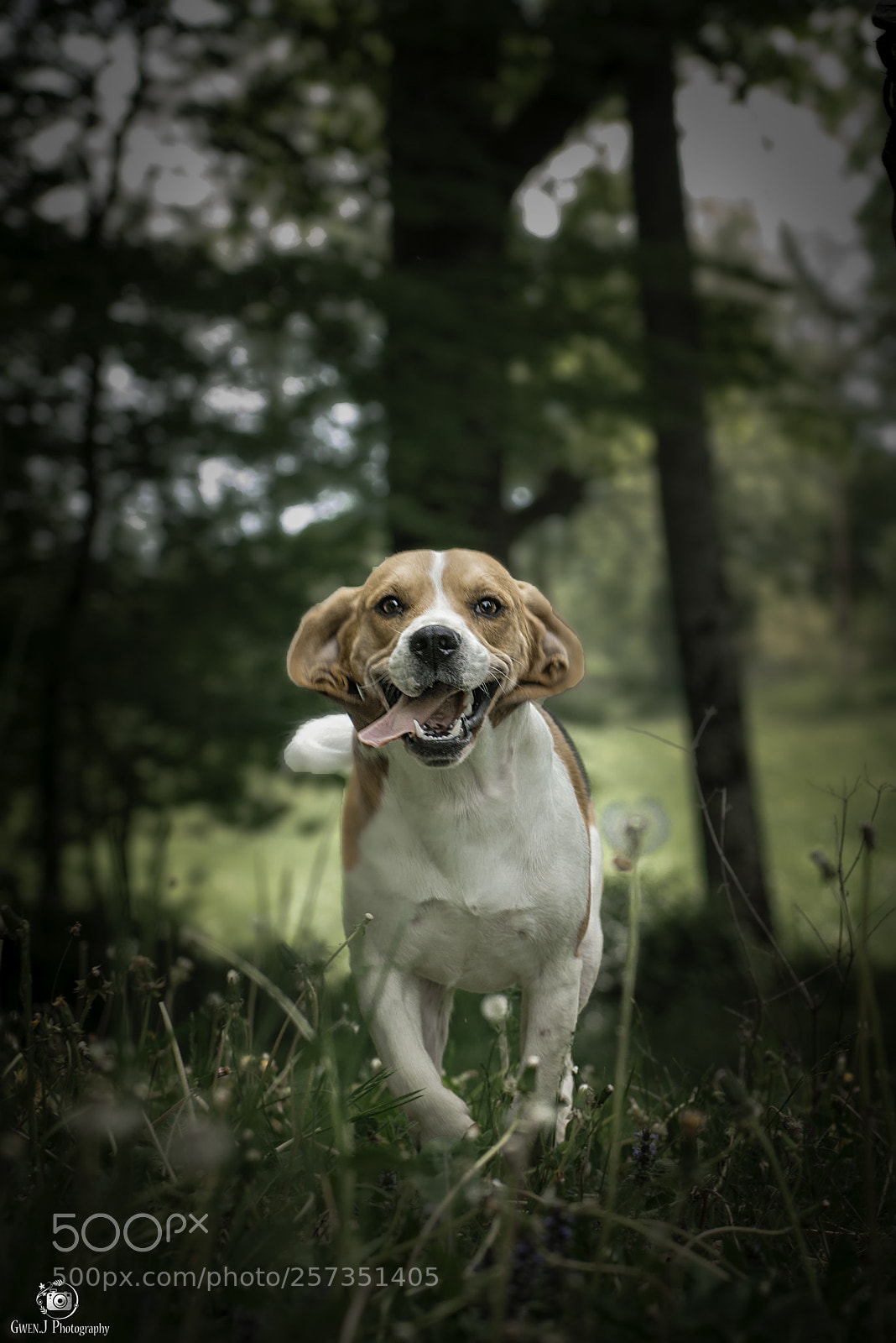 Nikon D800 sample photo. Web photography