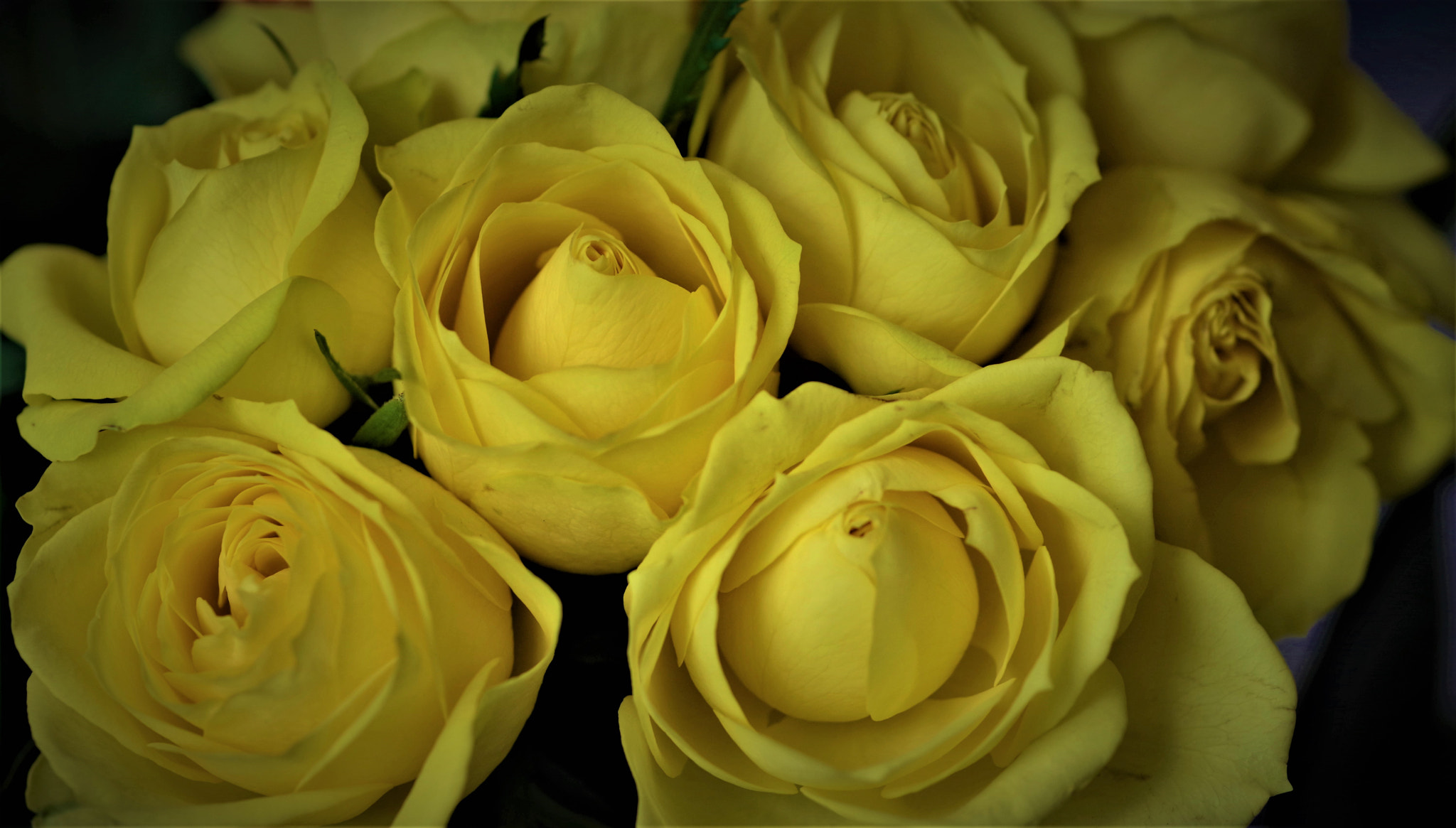 Pentax K-70 + Pentax smc D-FA 100mm F2.8 Macro WR sample photo. Yellow roses photography