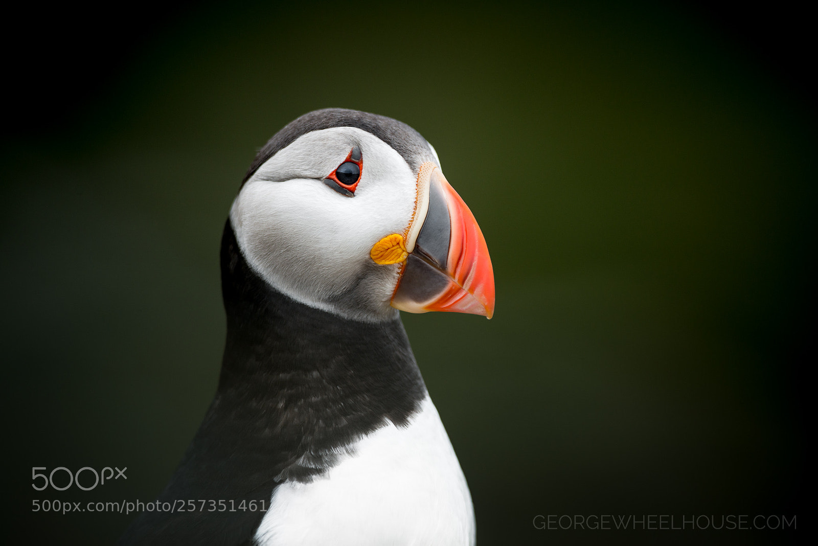 Nikon D800 sample photo. Puffin portrait photography