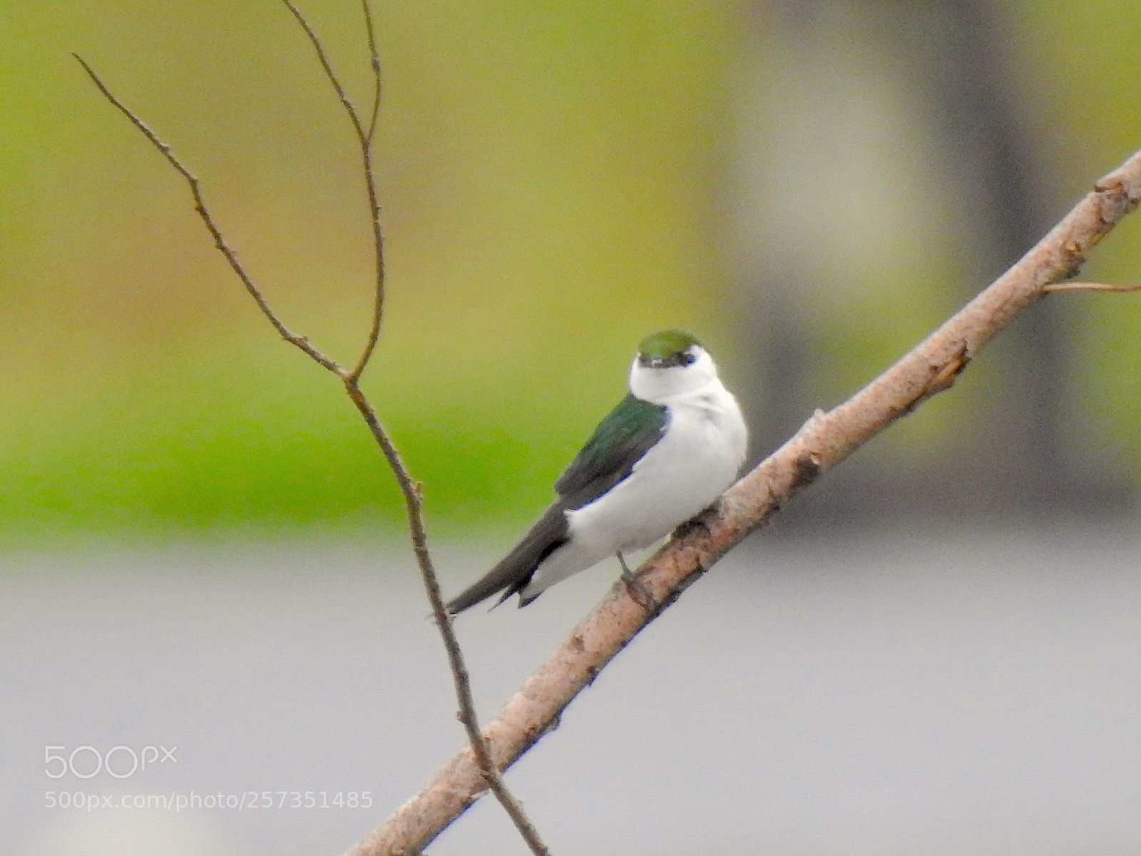 Nikon Coolpix P900 sample photo. Violet-green swallow photography
