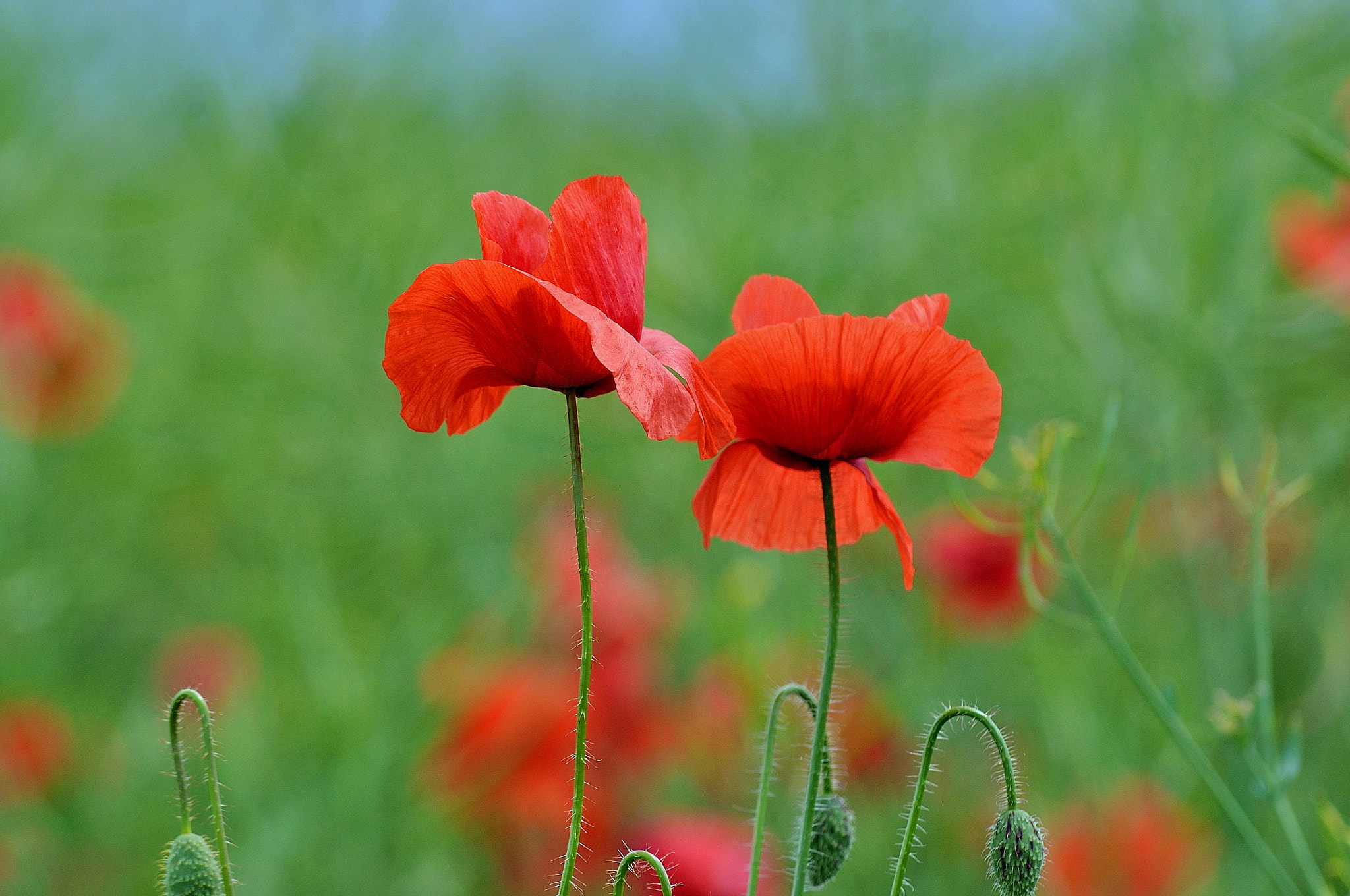 Nikon D5000 sample photo. Poppies photography