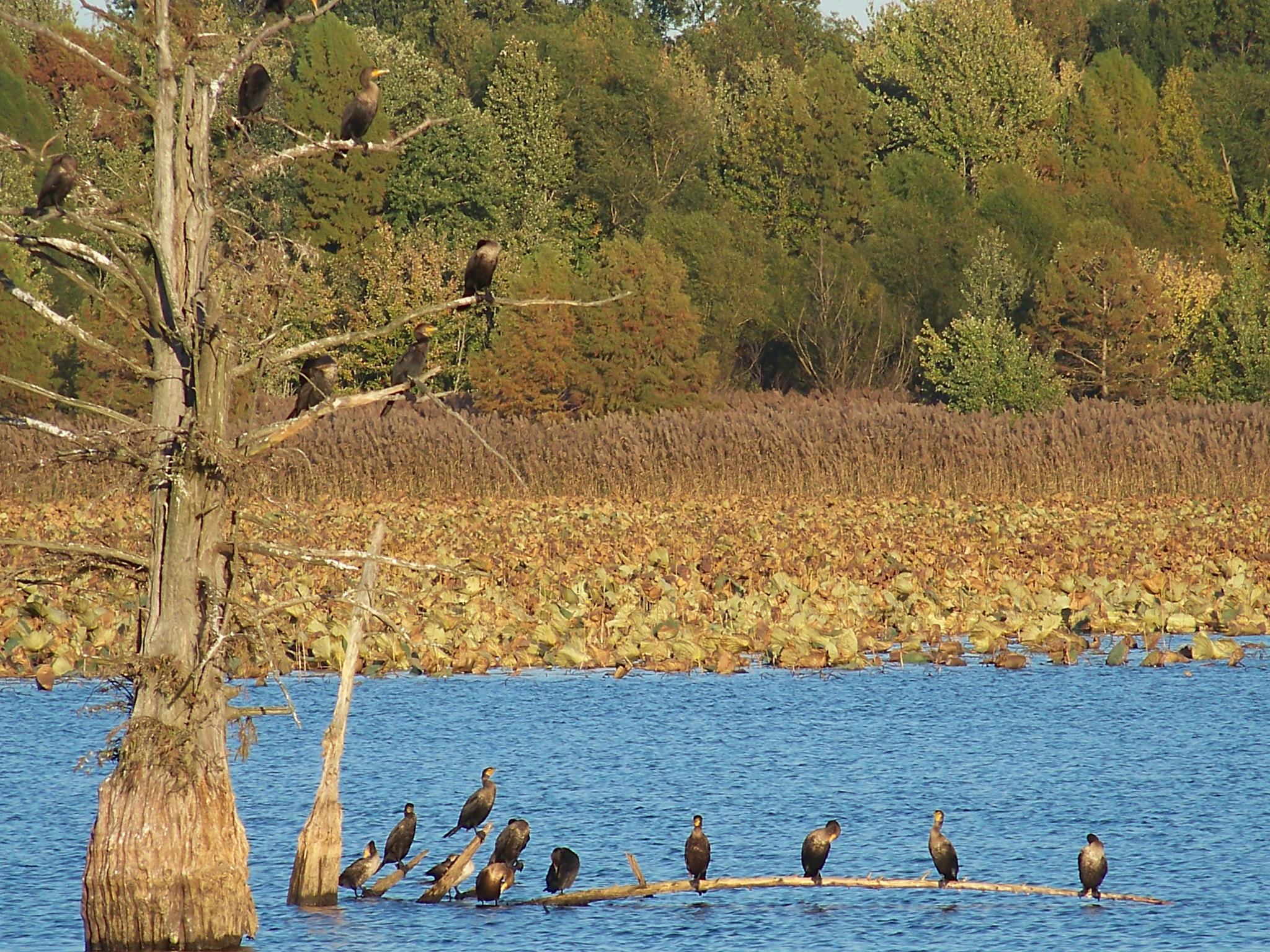 Kodak EASYSHARE Z8612 IS DIGITAL CAMERA sample photo. Birds resting photography