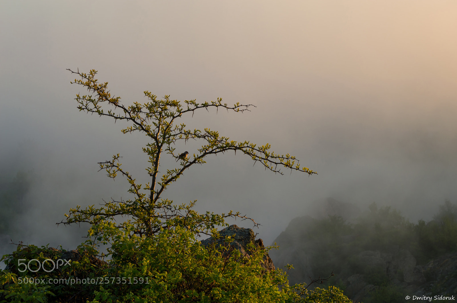 Nikon D3200 sample photo. Foggy morning photography