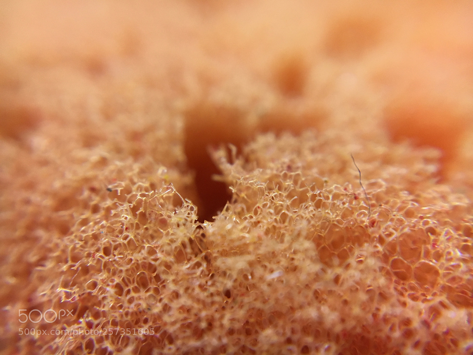 Apple iPhone 6s sample photo. Macro in art class photography
