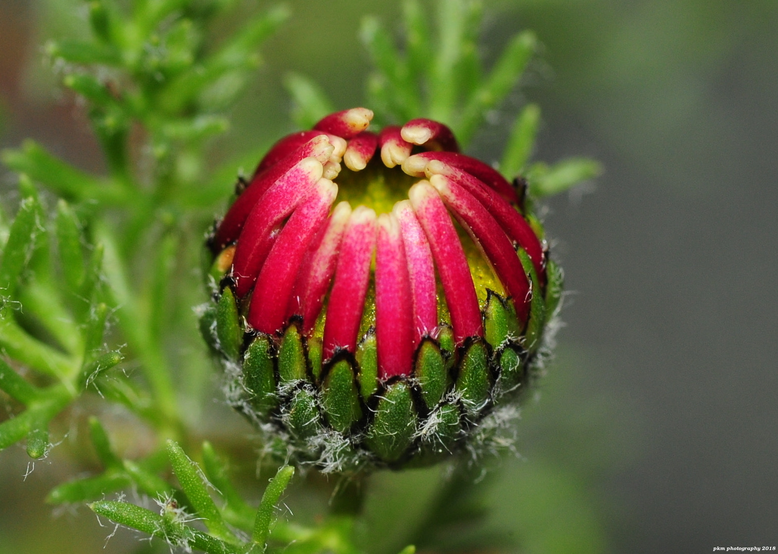 Nikon D700 sample photo. Anacyclus pyrethrum var. depressus photography