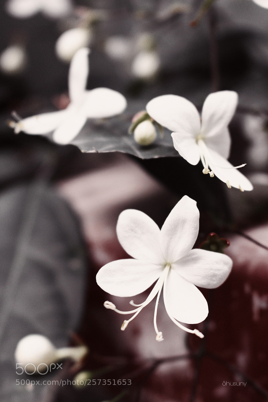 Canon EOS 700D (EOS Rebel T5i / EOS Kiss X7i) sample photo. Untitled photography