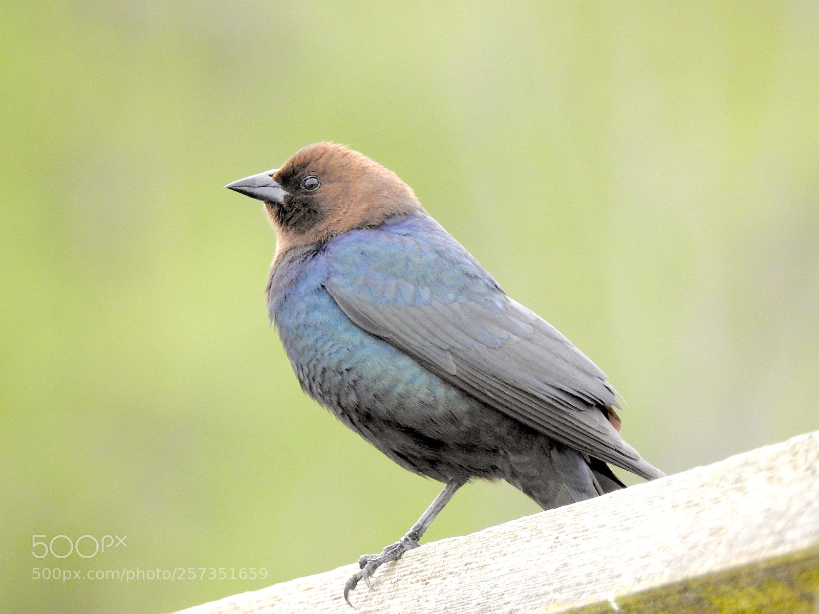 Nikon Coolpix P900 sample photo. Brown-headed cowbird photography
