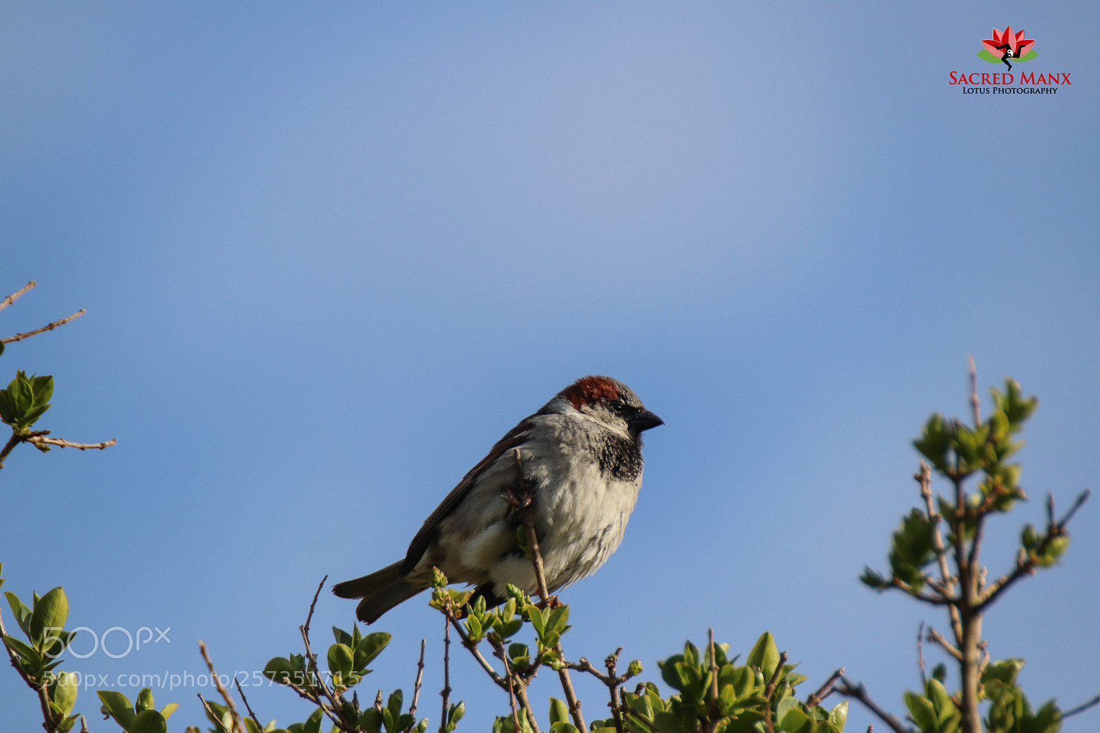 Canon EOS 77D (EOS 9000D / EOS 770D) sample photo. House sparrow photography