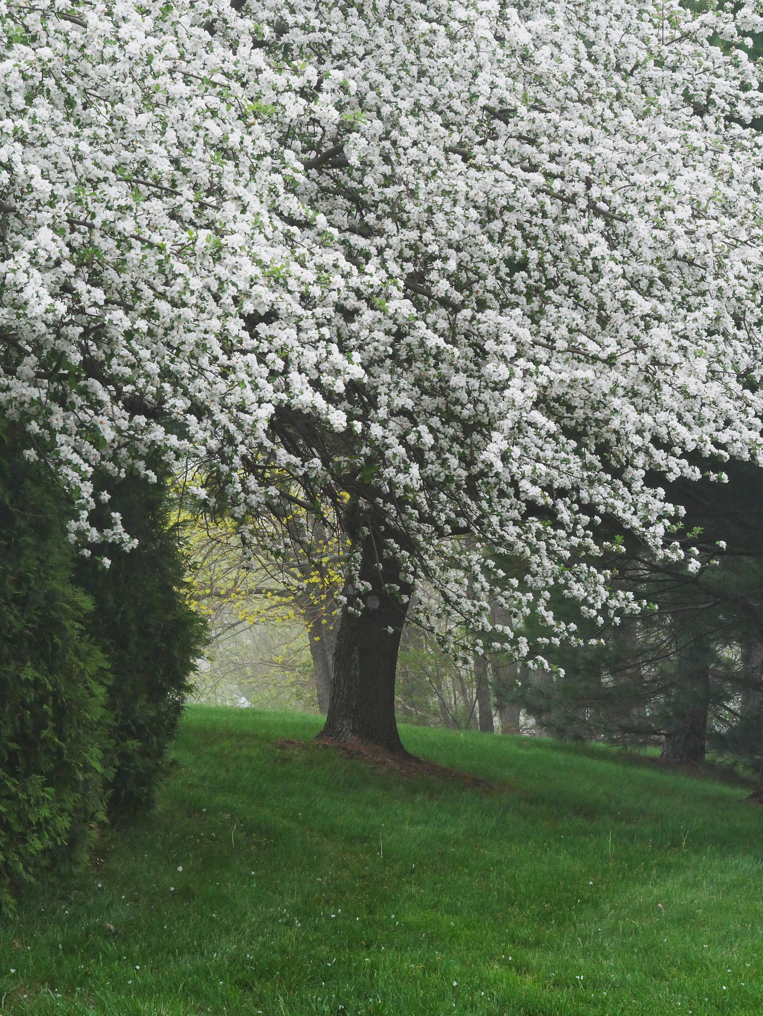 Panasonic Lumix DMC-G85 (Lumix DMC-G80) sample photo. Spring in full bloom photography