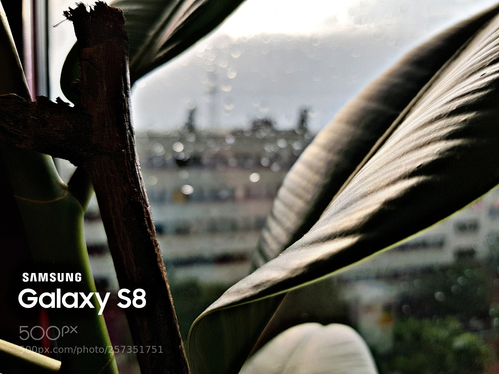 Samsung Galaxy S8 sample photo. Untitled photography