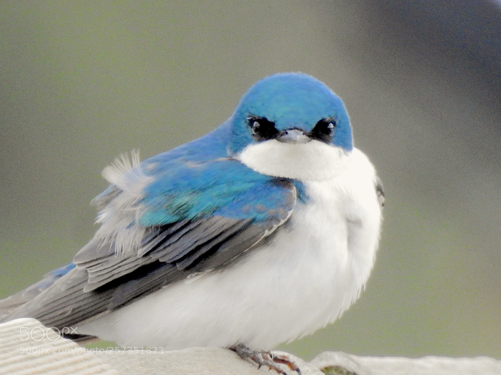Nikon Coolpix P900 sample photo. Tree swallow photography