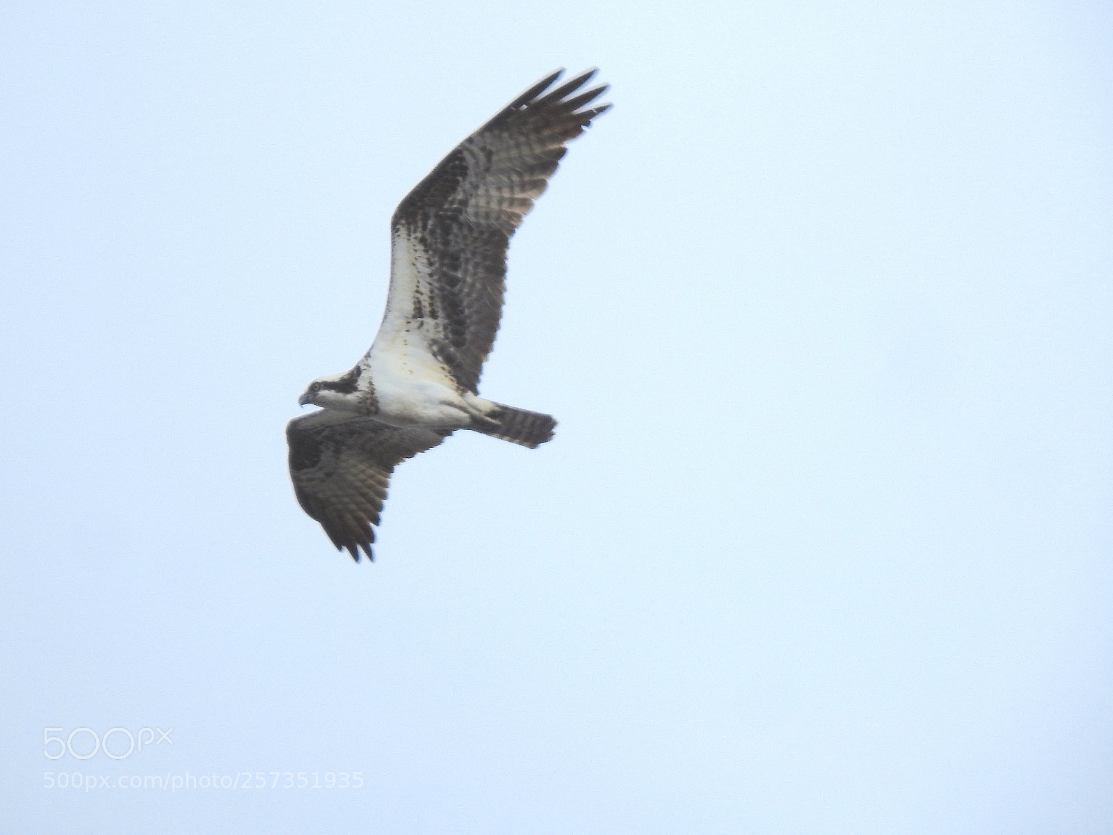 Nikon Coolpix P900 sample photo. Osprey photography