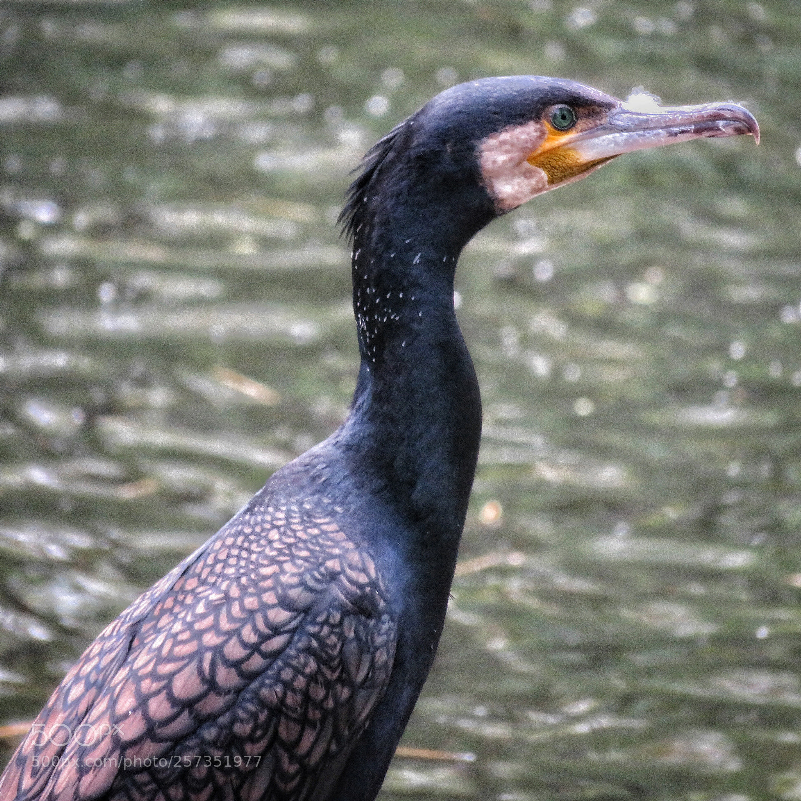 Canon PowerShot SX720 HS sample photo. Great cormorant photography