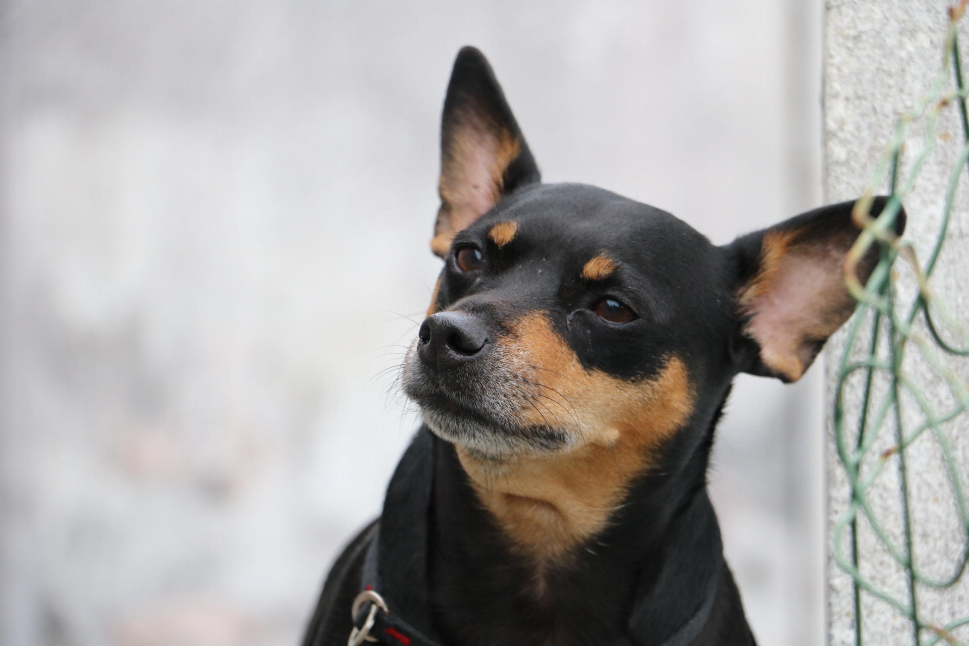 Canon EOS 750D (EOS Rebel T6i / EOS Kiss X8i) sample photo