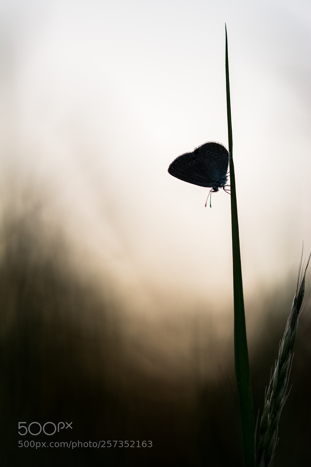 Nikon D7100 sample photo. Untitled photography