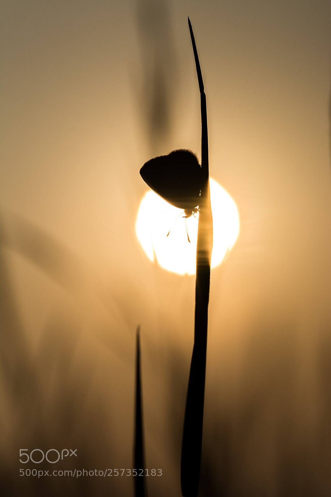 Nikon D7100 sample photo. Untitled photography