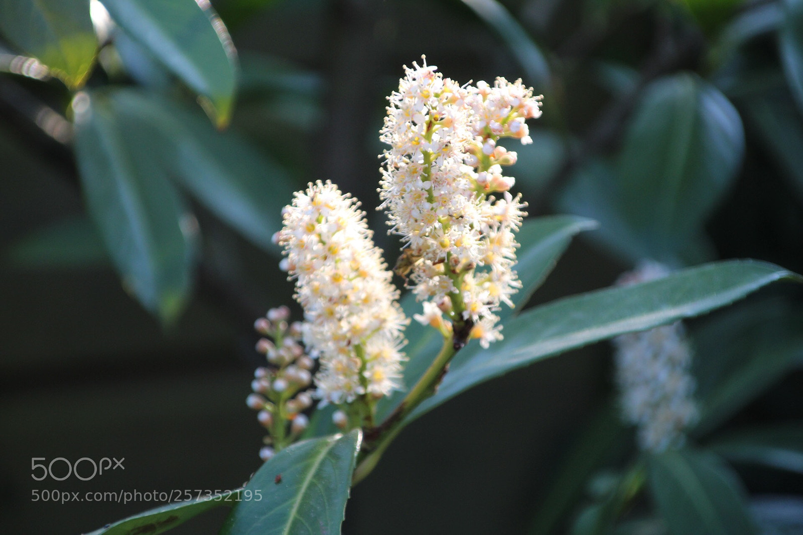 Canon EOS 1300D (EOS Rebel T6 / EOS Kiss X80) sample photo. Flowers ❁ photography