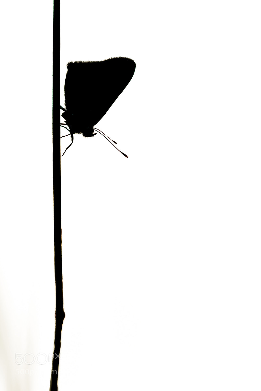 Nikon D7100 sample photo. Untitled photography