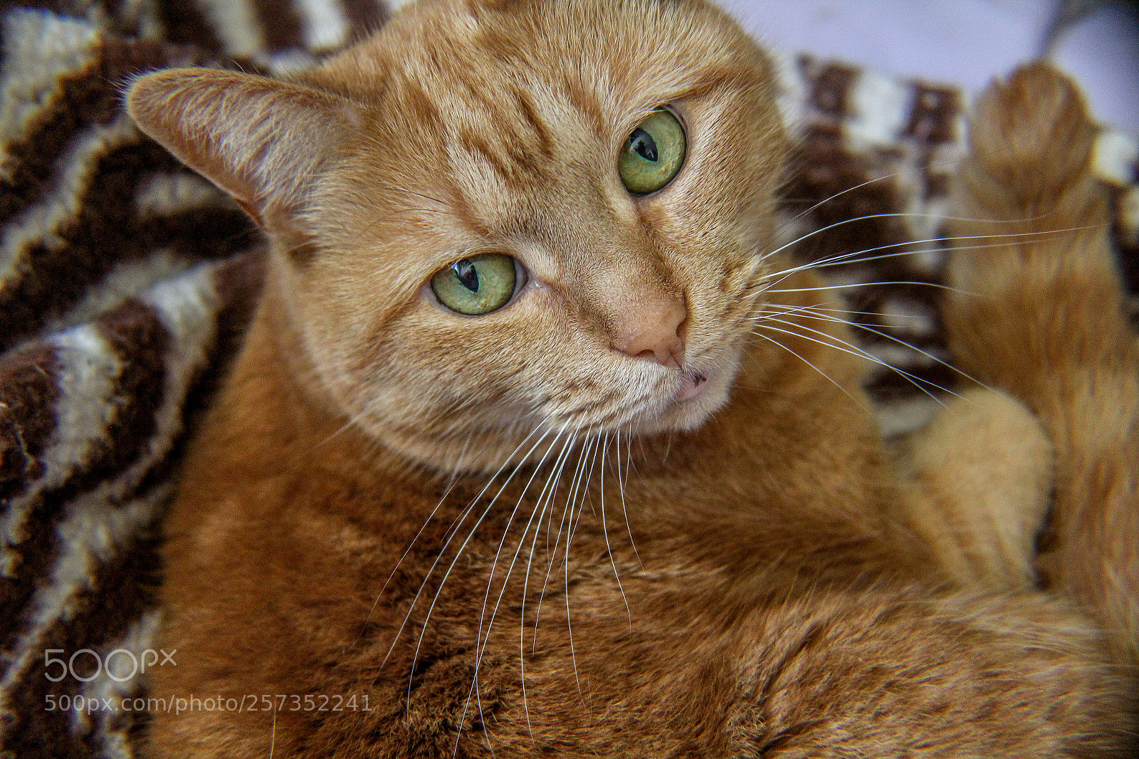 Canon EOS 1200D (EOS Rebel T5 / EOS Kiss X70 / EOS Hi) sample photo. Photogenic cat photography