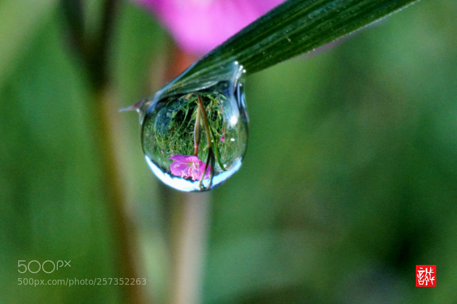 Sony a6500 sample photo. Morning dew 0502 photography