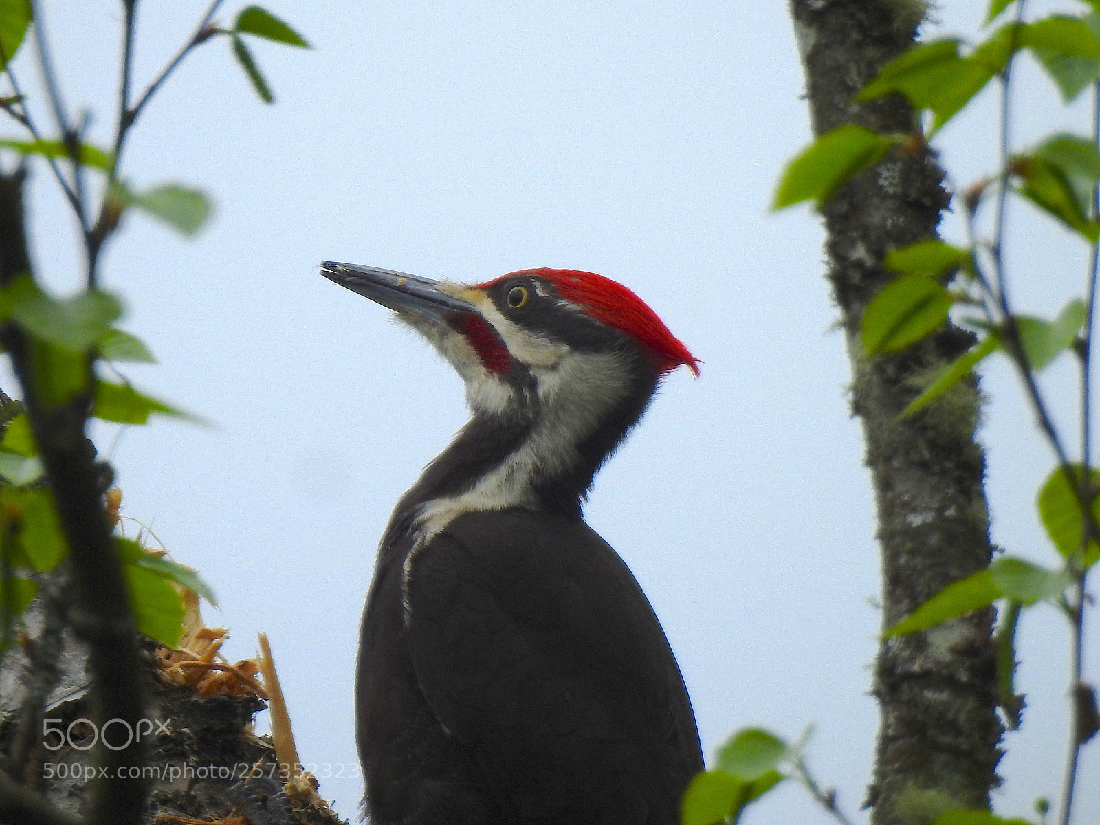 Nikon Coolpix P900 sample photo. Pileated woodpecker photography