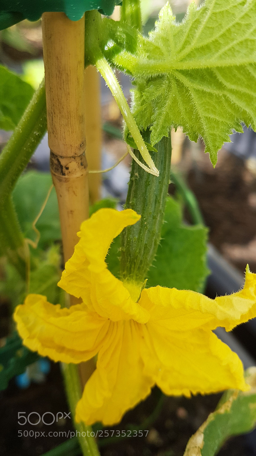 Samsung Galaxy S7 sample photo. Summer is coming photography