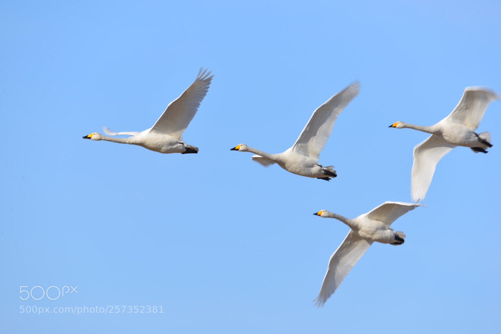 Nikon D610 sample photo. Flying high  photography