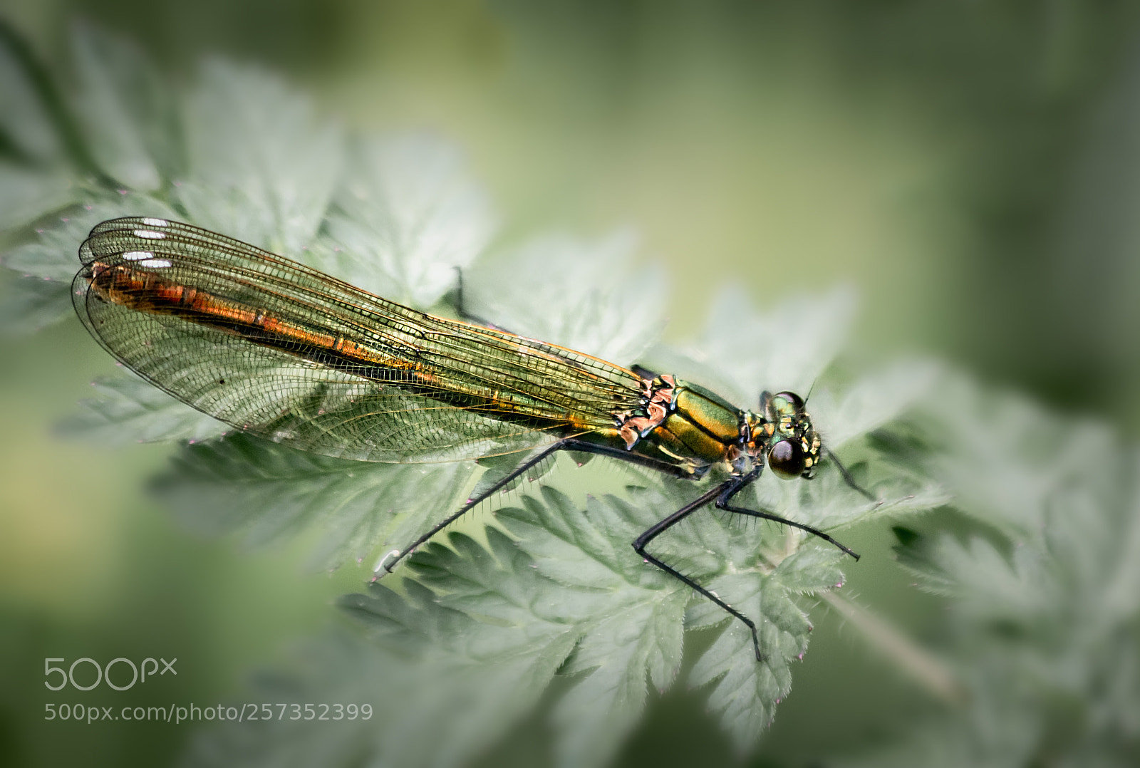 Canon EOS 70D sample photo. Banded demiselle female photography