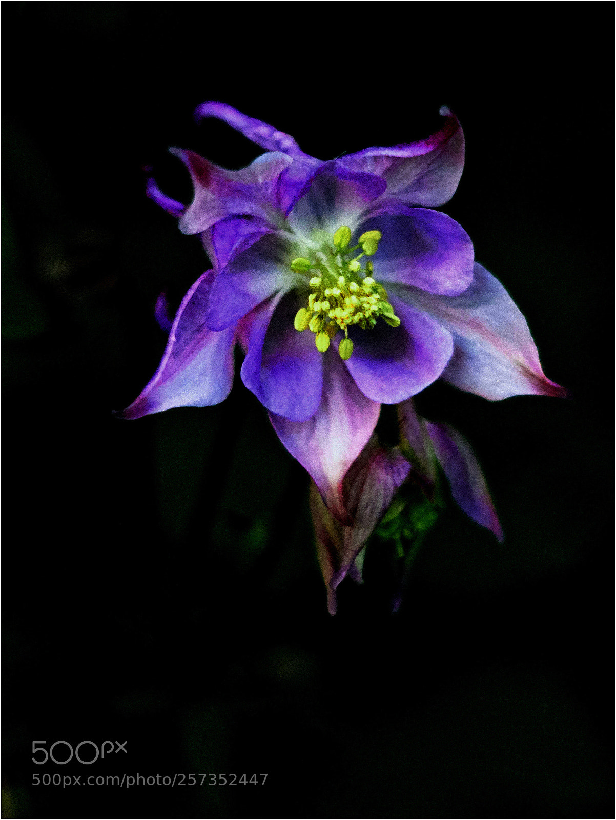 Sony ILCA-77M2 sample photo. Purple flower photography