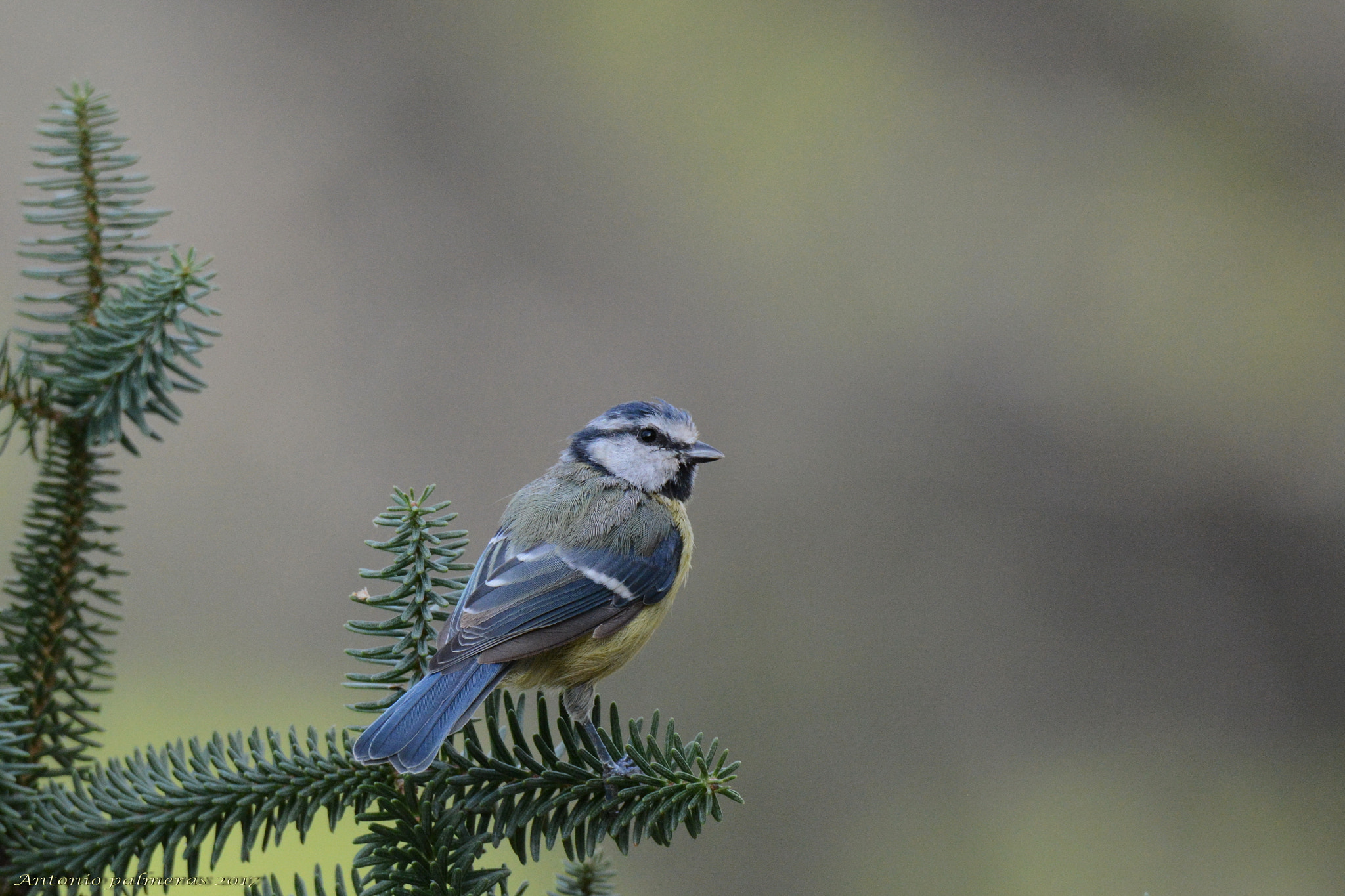 Sigma 150-600mm F5-6.3 DG OS HSM | S sample photo. Herrerillo photography