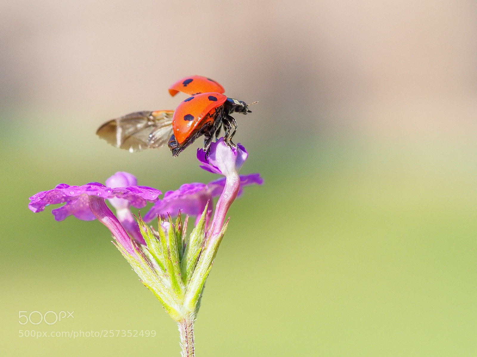Olympus OM-D E-M1 Mark II sample photo. Ladybug photography