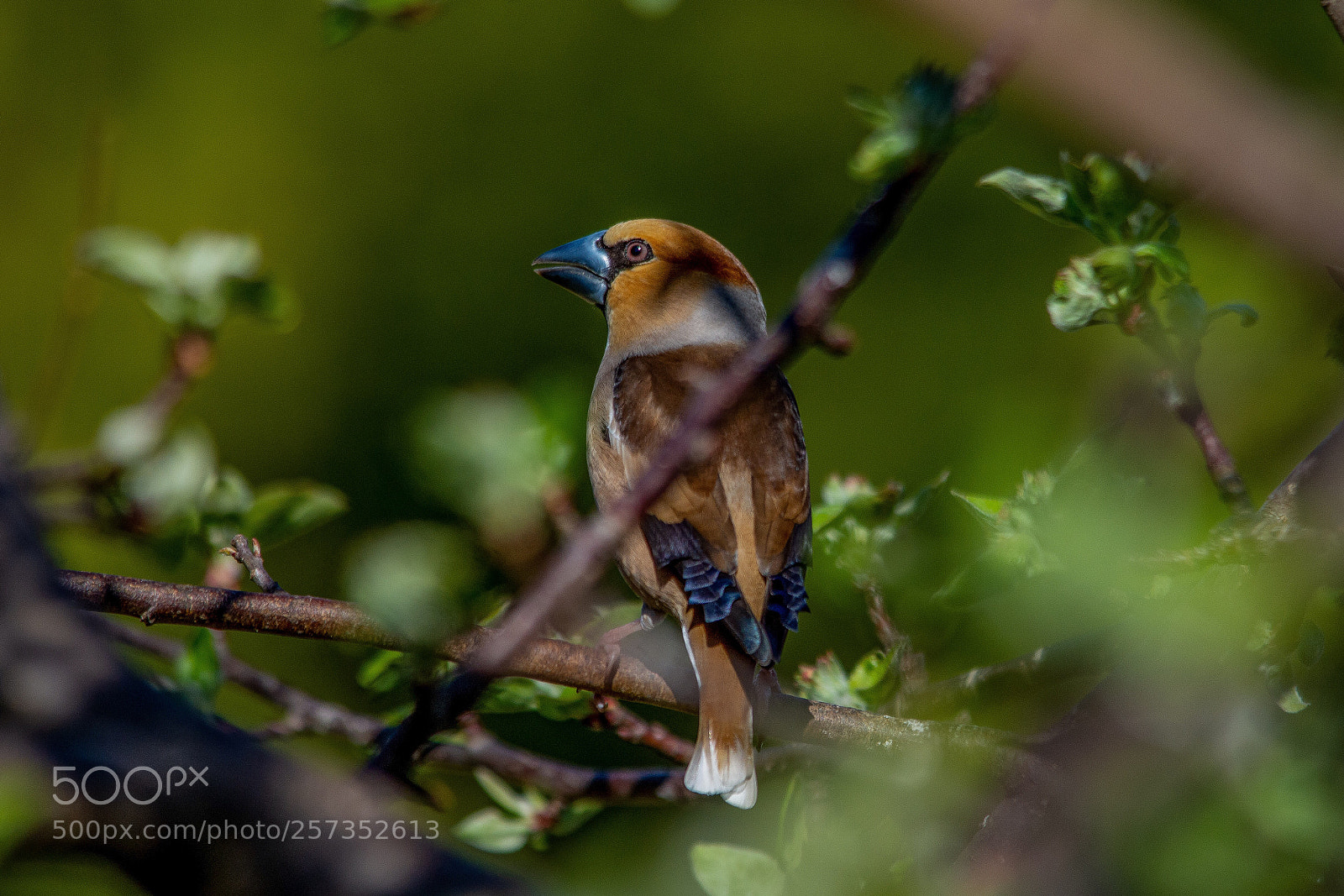 Nikon D7200 sample photo. Hawfinch photography