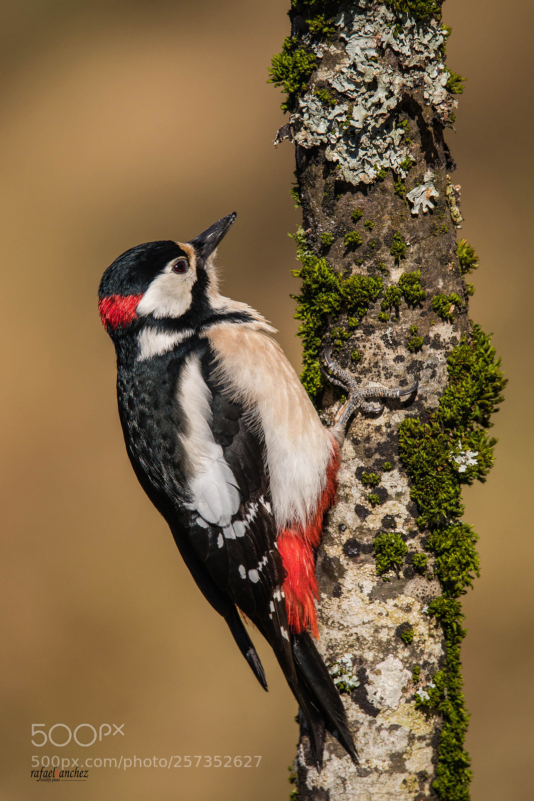 Canon EOS 5D Mark IV sample photo. Pico picapinos - great photography