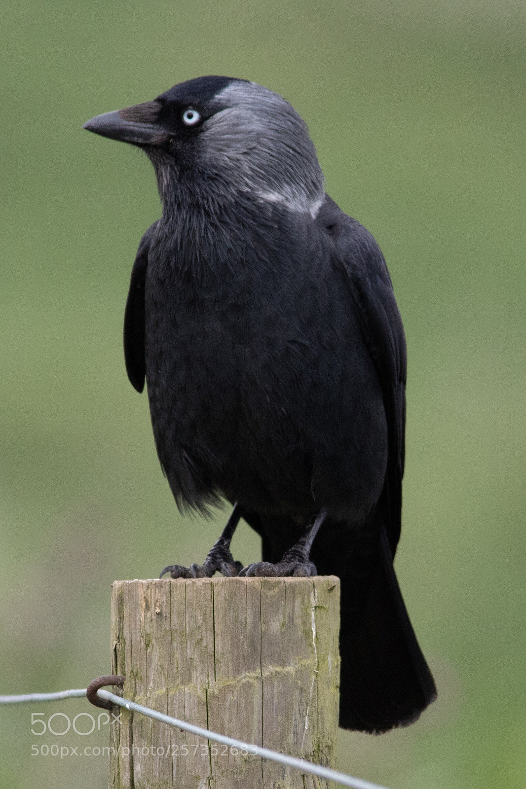 Canon EOS 1300D (EOS Rebel T6 / EOS Kiss X80) sample photo. Jackdaw on post photography