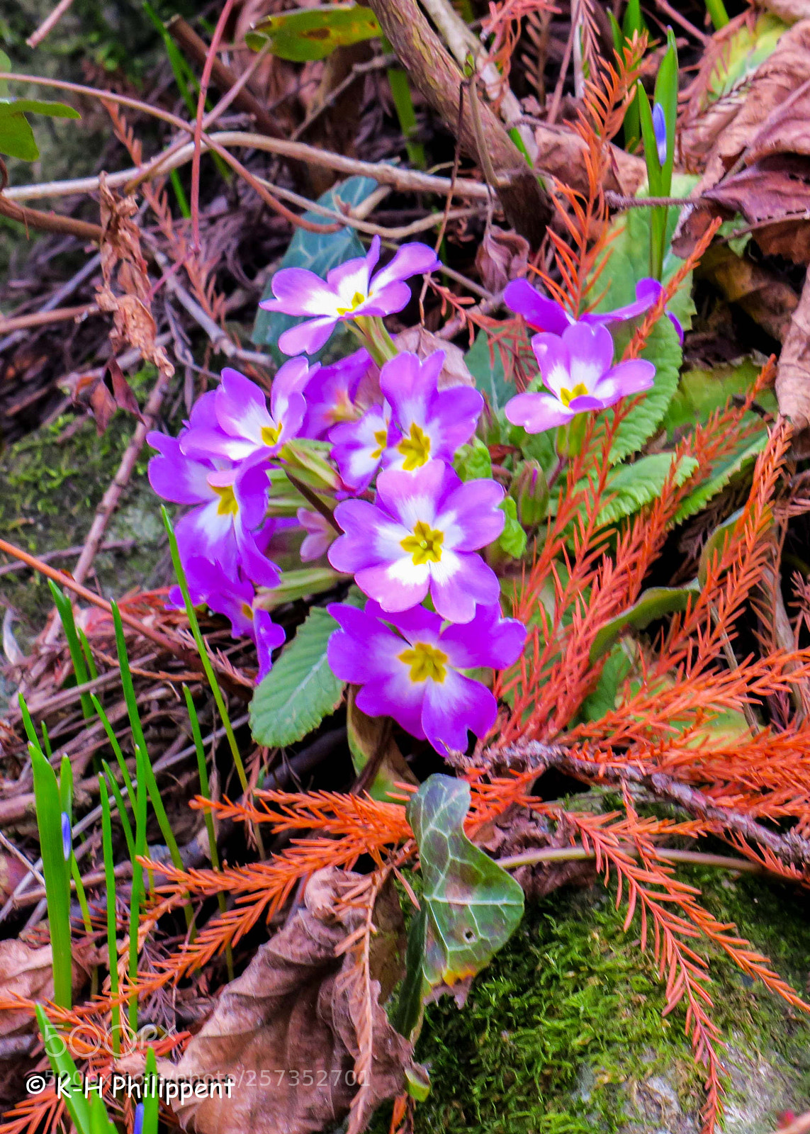 Canon PowerShot G3 X sample photo. G ttingen germany photography