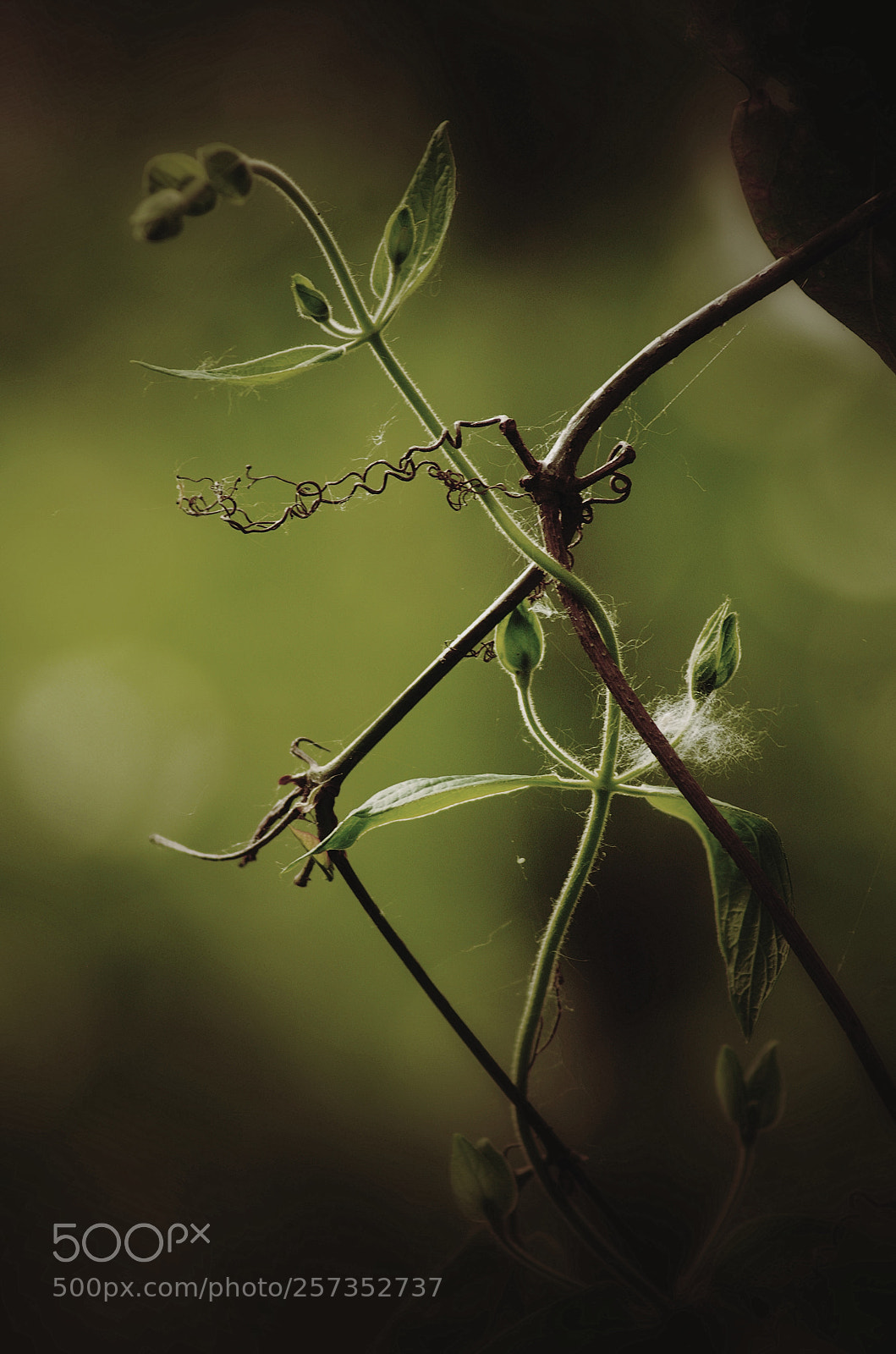 Pentax K-5 sample photo. Untitled photography