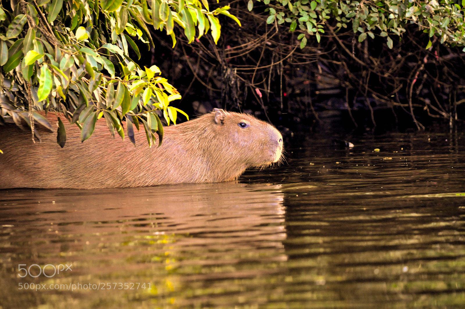 Nikon D5000 sample photo. Capivara (hydrochoerus hydrochaeris) photography