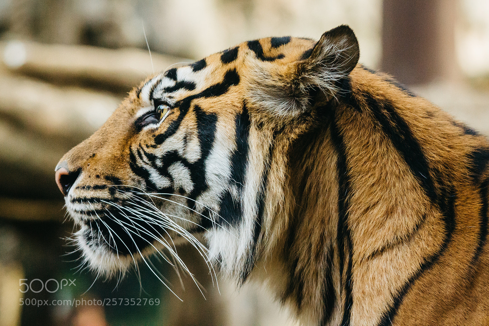 Canon EOS 60D sample photo. Eye of the tiger photography