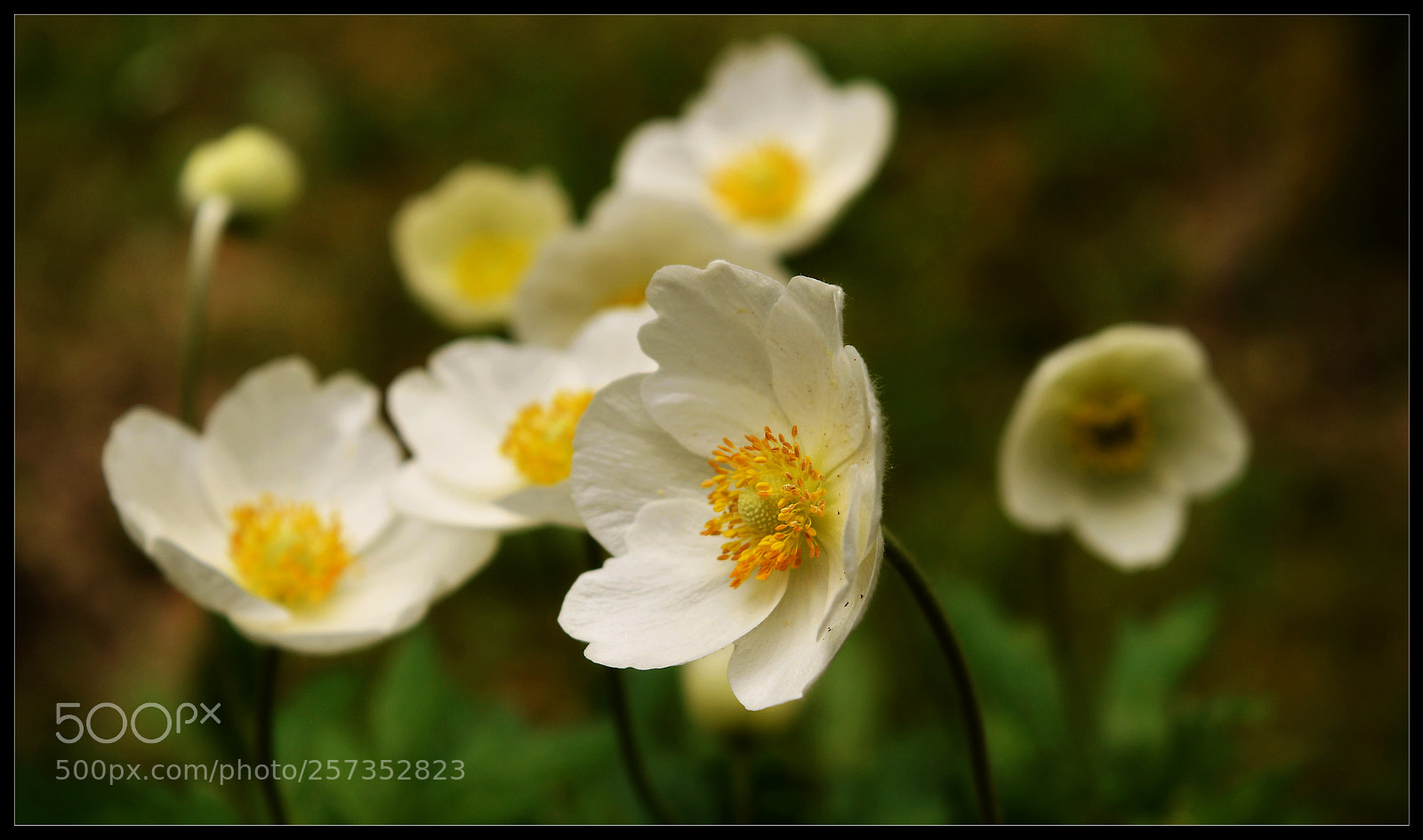 Nikon D3200 sample photo. White and yellow ii. photography