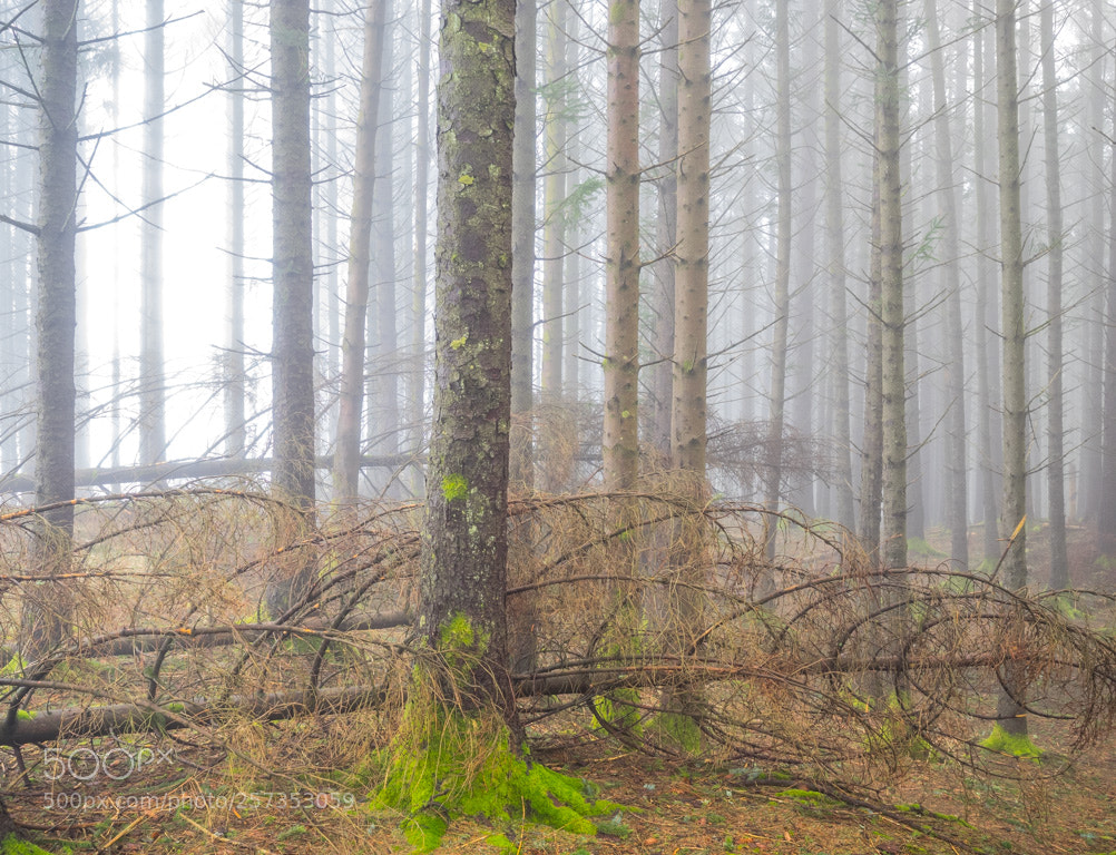 Olympus OM-D E-M1 sample photo. In the wood photography