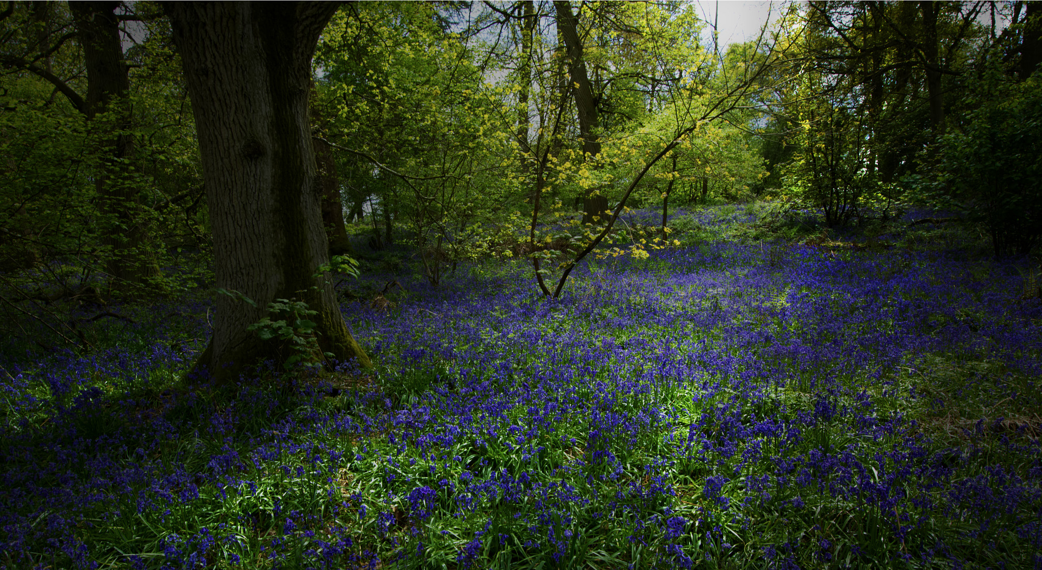 Phase One P40+ sample photo. Colour in nature - blue photography