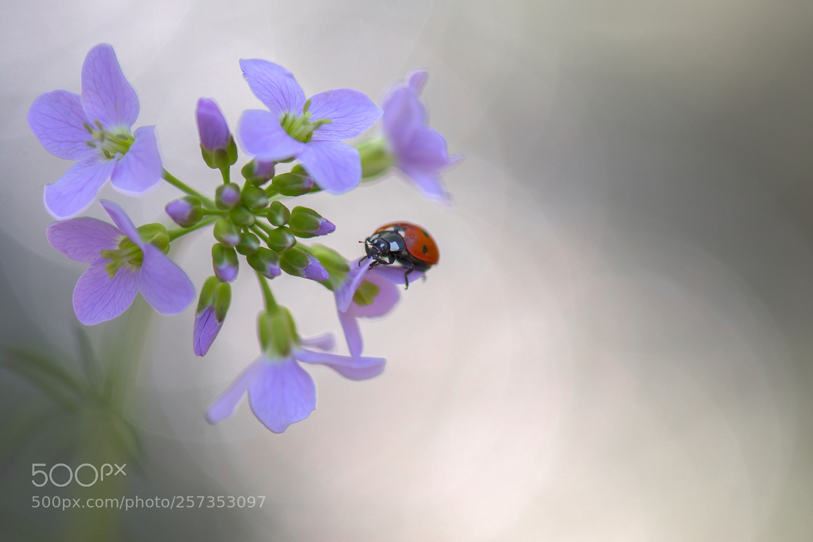 Nikon D7200 sample photo. L'alchimie du bonheur ... photography
